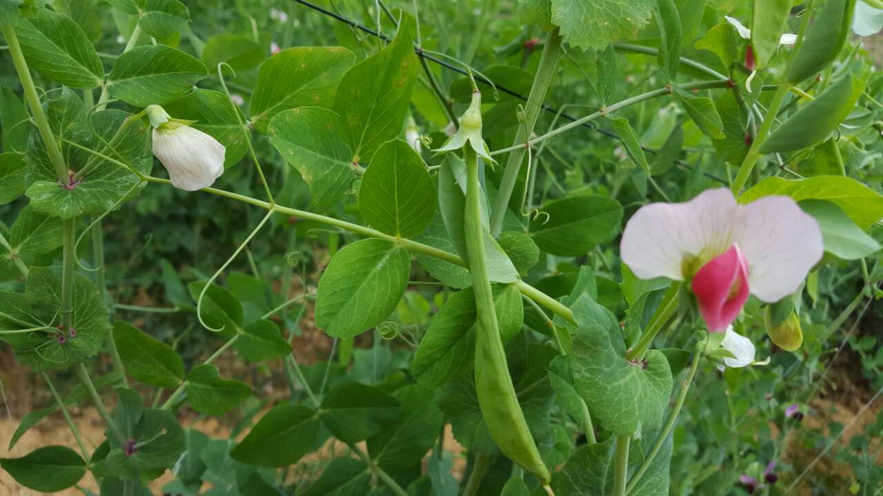 麻栗坡县星宇种植专业合作社盘活土地资源 提高复种指数