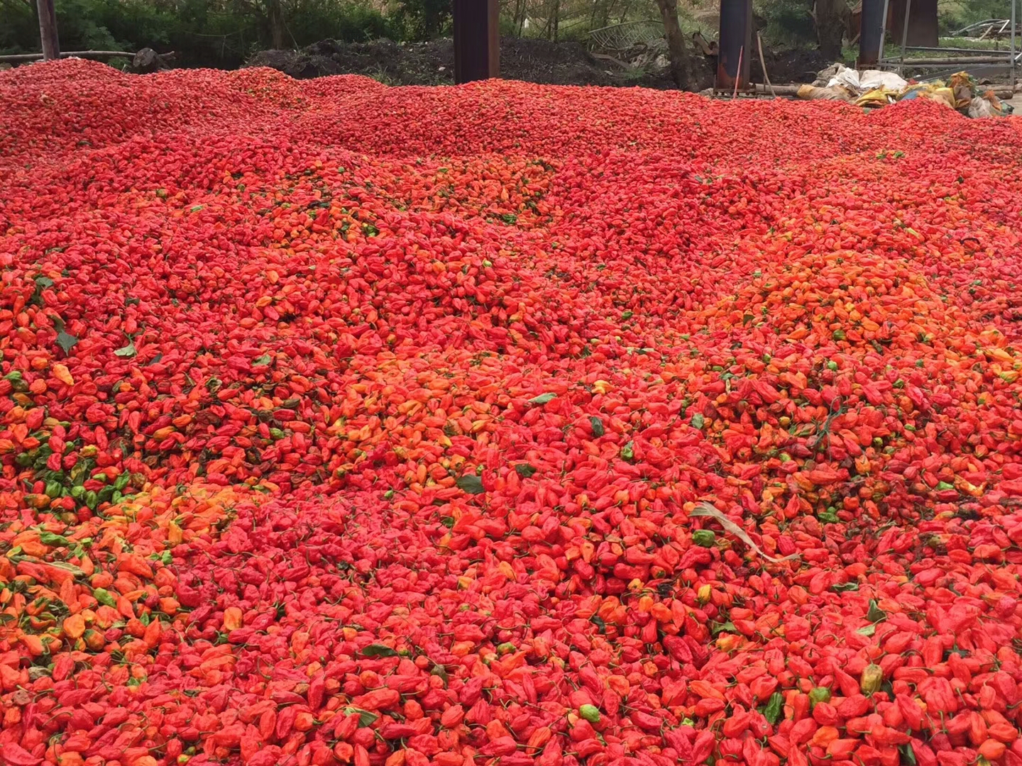 麻栗坡星宇种植专业合作社项目进展情况