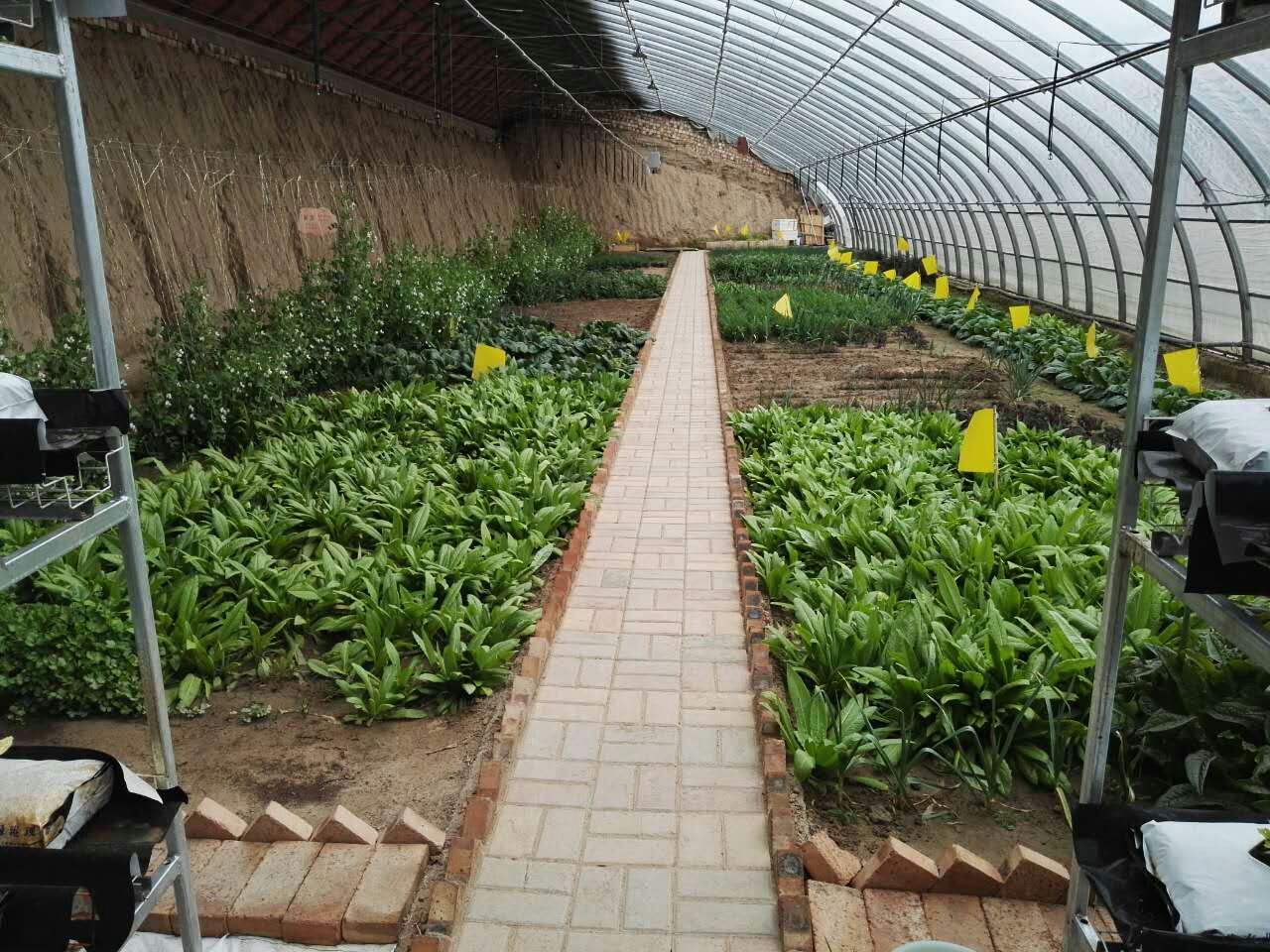 榆中康源蔬菜产销专业合作社项目进展顺利